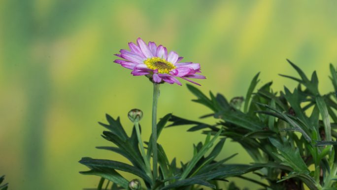 木茼蒿开花延时摄影