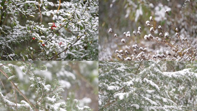 冬季雪后植物枝条挂雪实拍合集4K