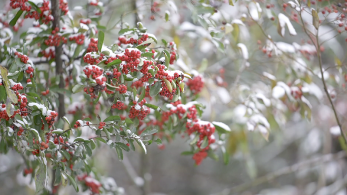 冬季雪后植物枝条挂雪实拍合集4K