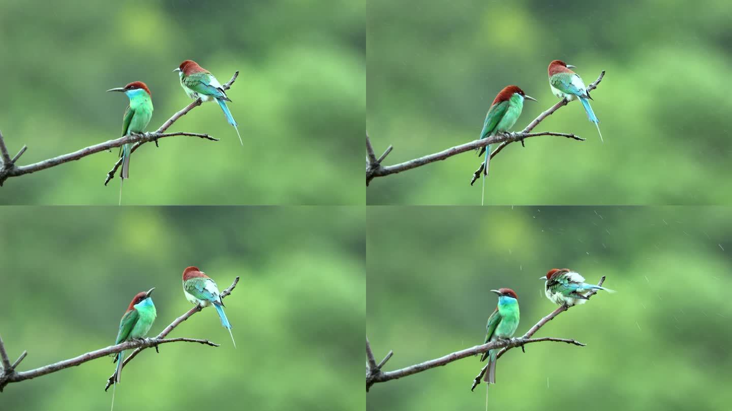 中国最美小鸟蓝喉蜂虎求偶
