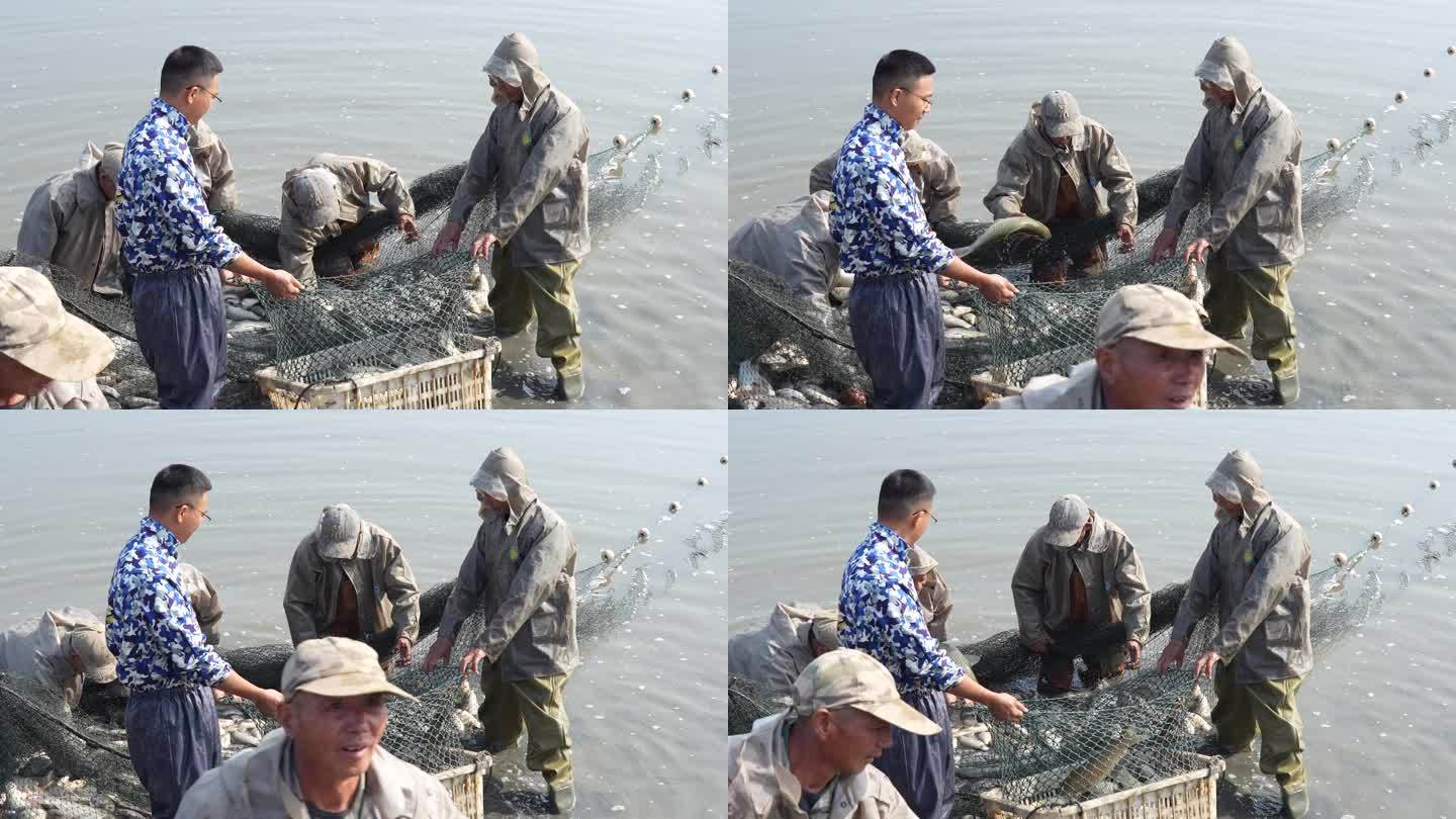 鱼贩 收鱼 鱼塘 养鱼 渔民 现场捞鱼