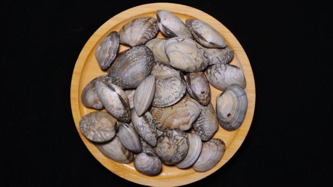 小海鲜蛤蜊贝壳花蛤蚬子