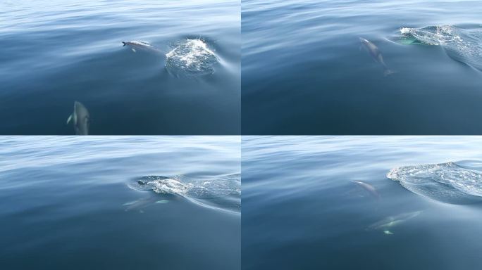 海豚大海流线型动物海洋觅食