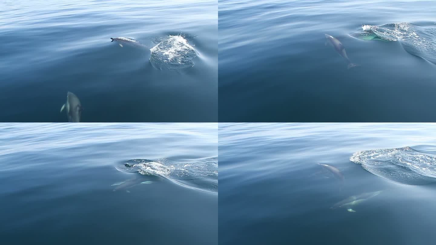 海豚大海流线型动物海洋觅食