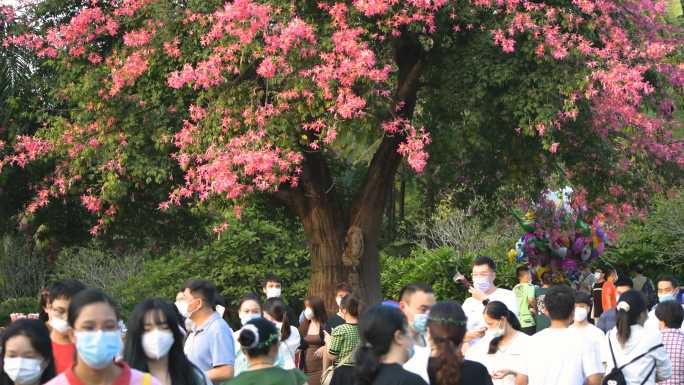 4K深圳冬季赏花的游客合集3个视频