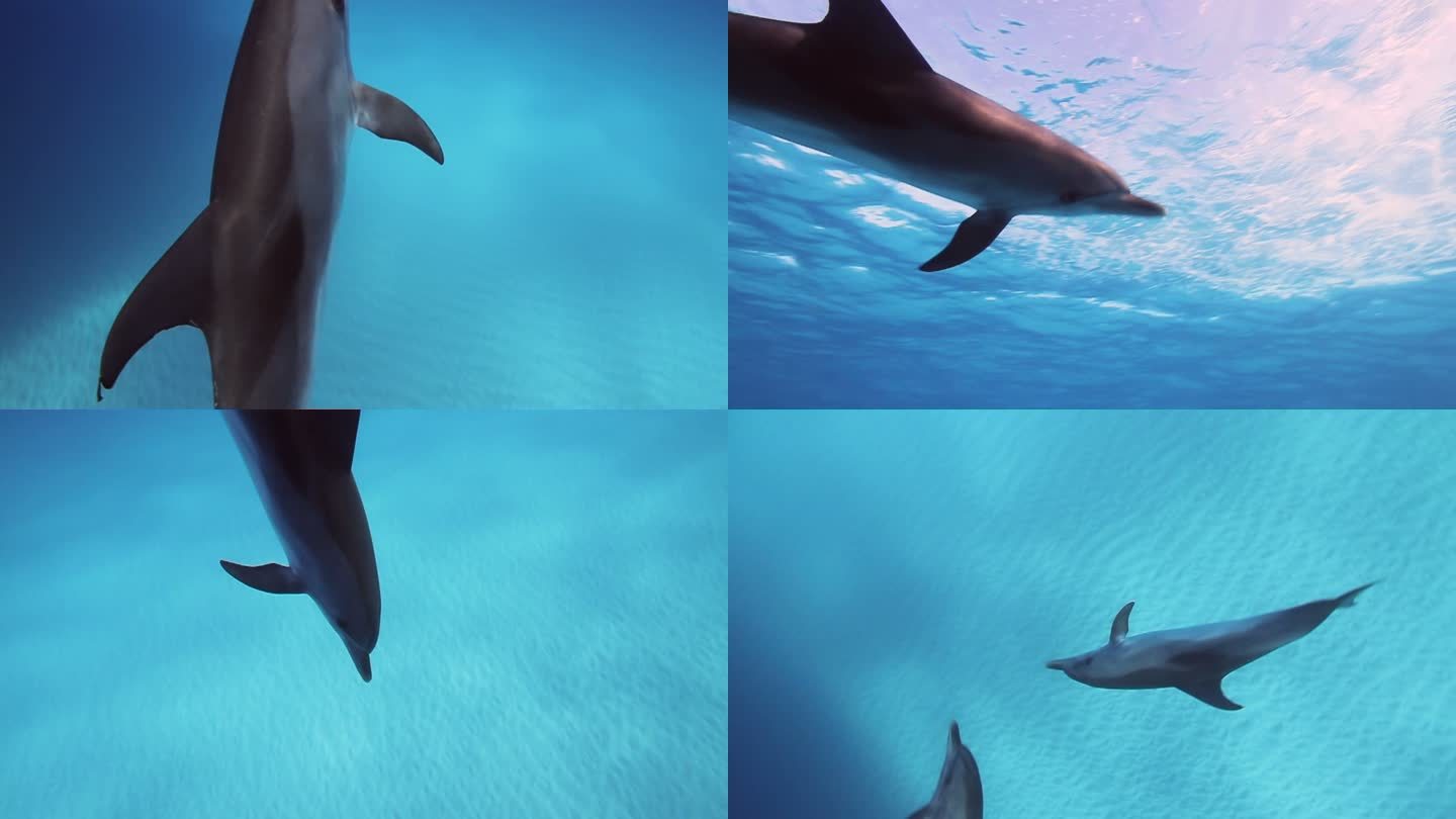 野生海豚海豚游泳海洋世界潜水水底