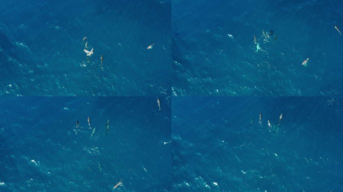 海洋中游泳的海豚荚鸟瞰图