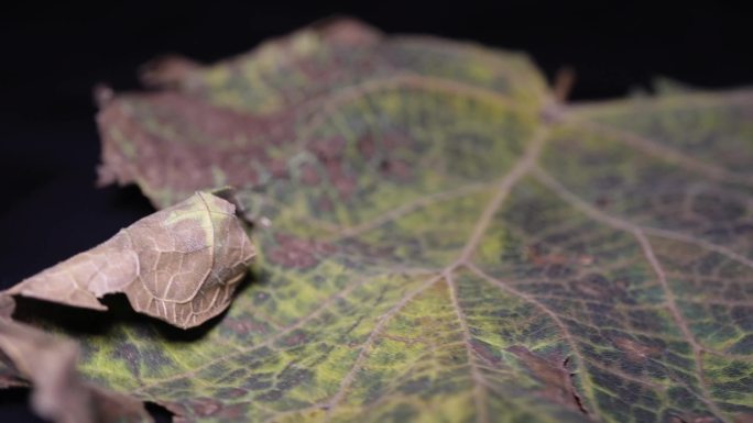 脉络叶脉茎叶树叶标本植物枯叶秋冬凋谢