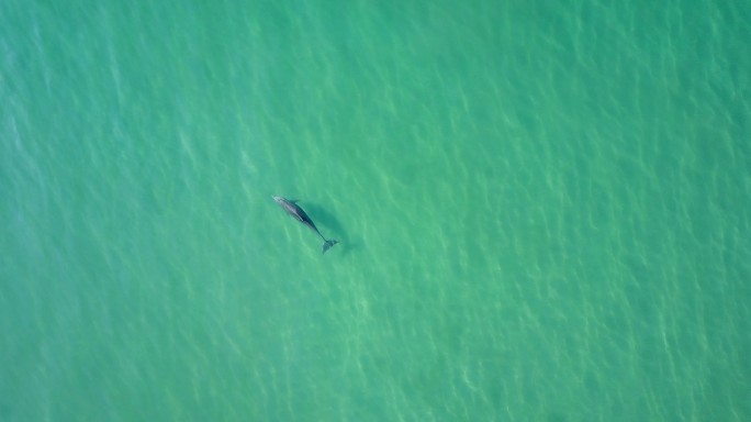 在墨西哥阿卡普尔科，海豚在水表面附近游泳的空中无人机镜头。