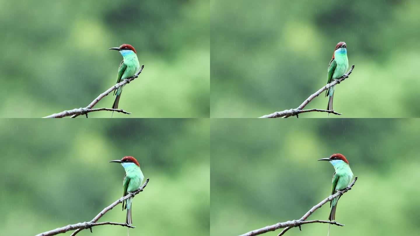 中国最美小鸟蓝喉蜂虎