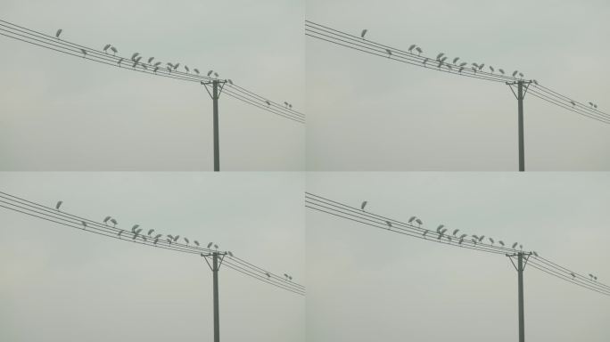 电线杆和鸟
