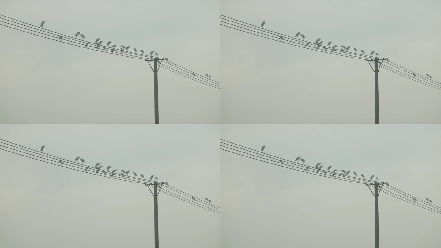 电线杆和鸟