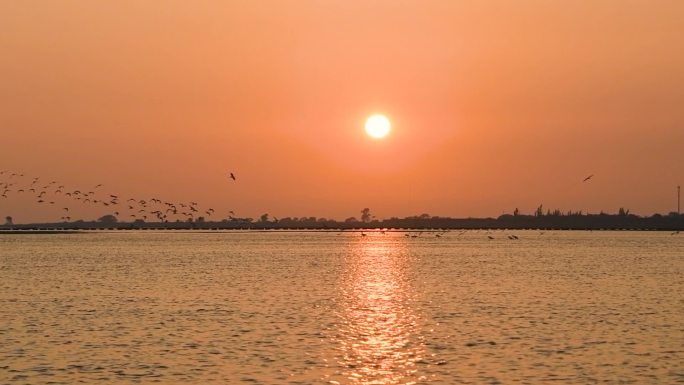 高清夕阳下鸟群沿海面飞行