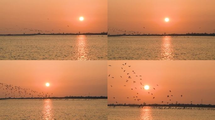 高清夕阳下鸟群沿海面飞行