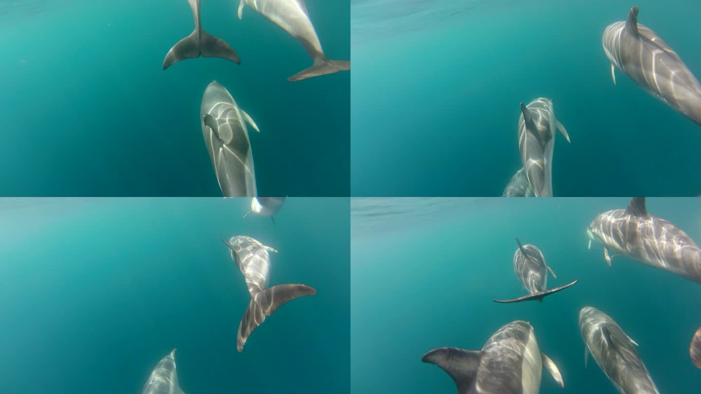 海豚舱水、海豚、瓶鼻海豚、