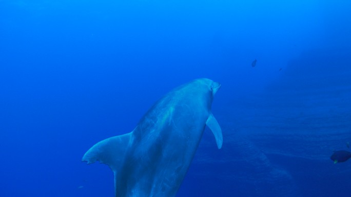 海豚靠近镜头游泳海底世界海洋生物三亚潜水