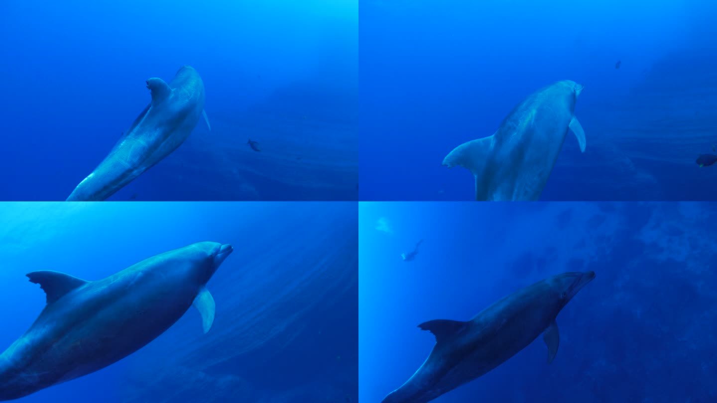 海豚靠近镜头游泳海底世界海洋生物三亚潜水