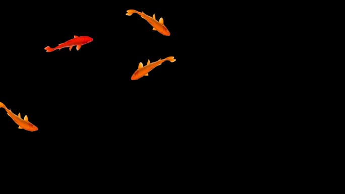 鱼群 鲤鱼 锦鲤 金鱼 单独的鱼 红鲤鱼