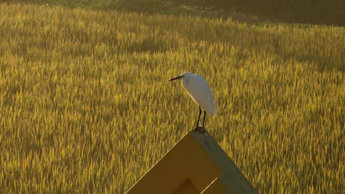 金色稻田上的鸟 航拍