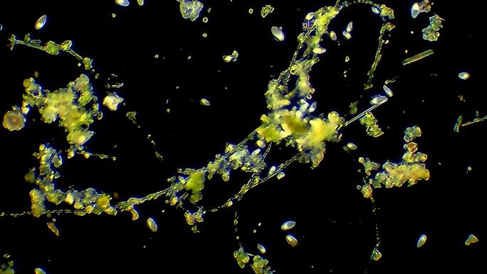 微生物-草履虫单细胞生物草履虫显微镜观察