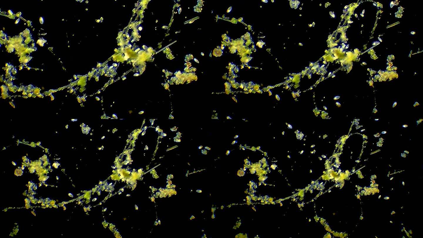 微生物-草履虫单细胞生物草履虫显微镜观察