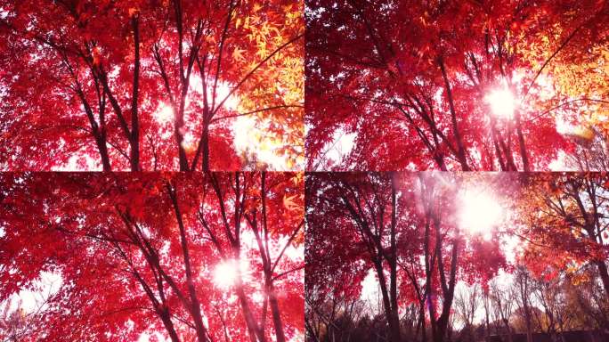 金秋红枫树阳光穿透红色的枫叶