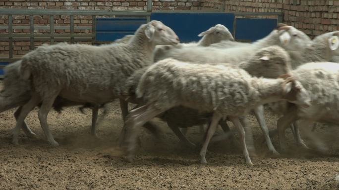 养殖场 规模 羊 养殖户 乐都区专题片