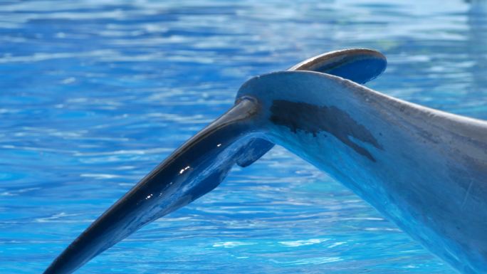 海豚尾巴海洋动物训练抑郁捕猎
