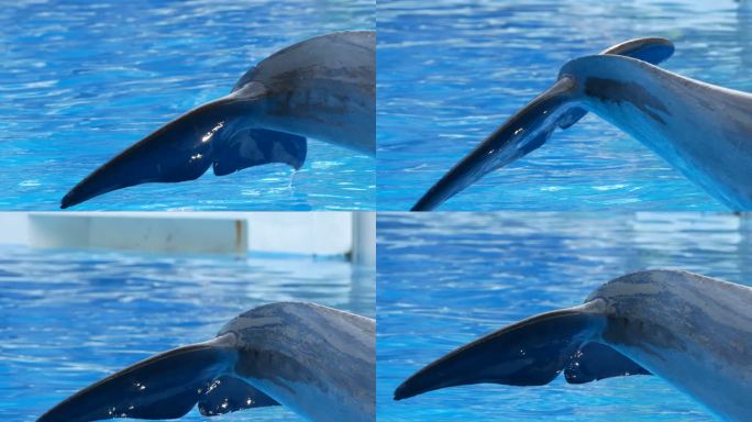 海豚尾巴海洋动物训练抑郁捕猎