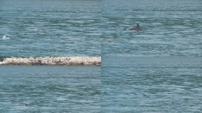 HD：海豚海豚跳跃、海洋生物、游泳、