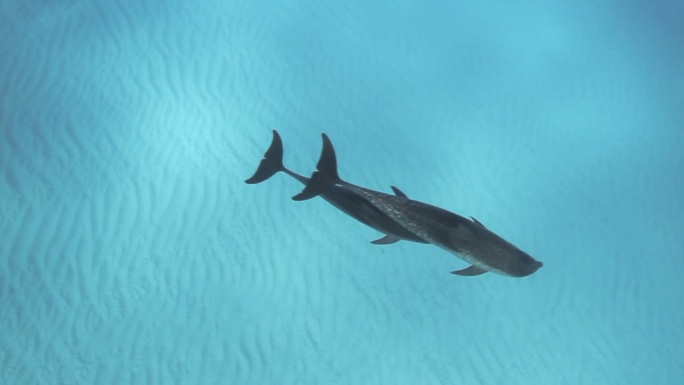 海豚海洋生物、游泳、自由、