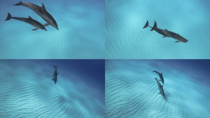海豚海洋生物、游泳、自由、