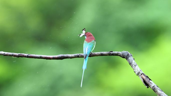 中国最美小鸟蓝喉蜂虎吃飞蛾