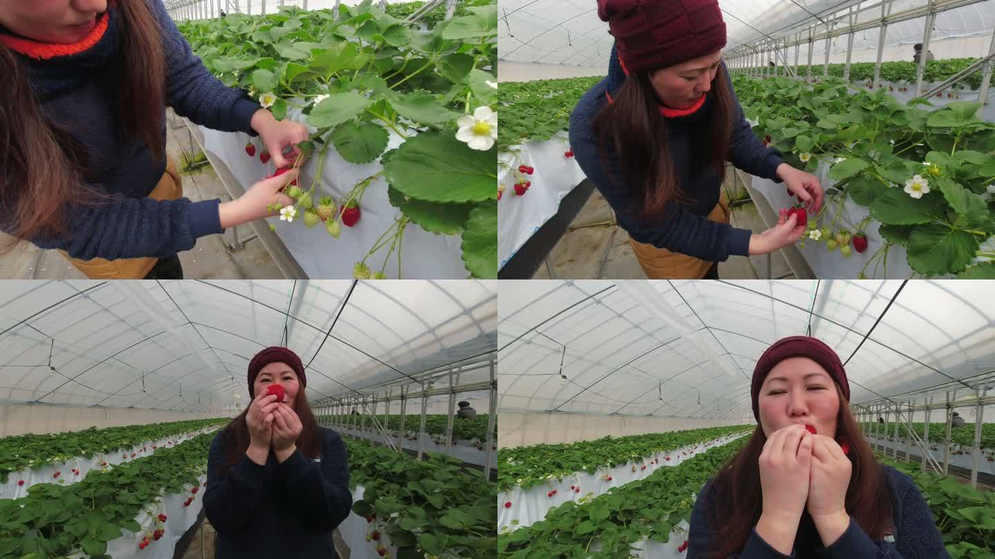 日本女人在室内农场摘草莓吃