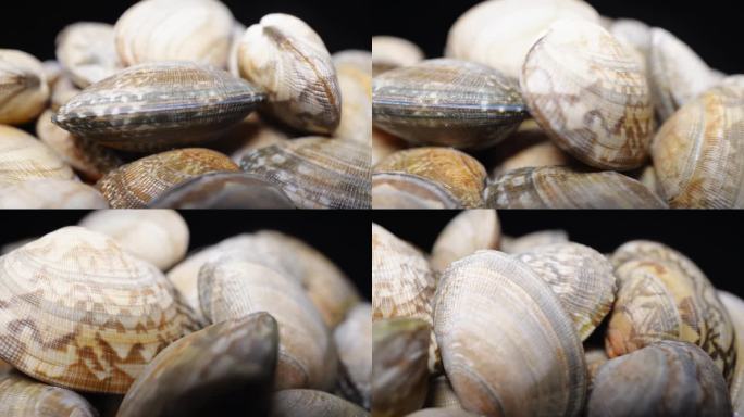 小海鲜蛤蜊贝壳花蛤蚬子