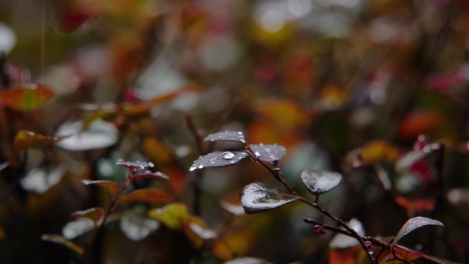 慢镜头-秋天雨点滴落在植物上空镜特写