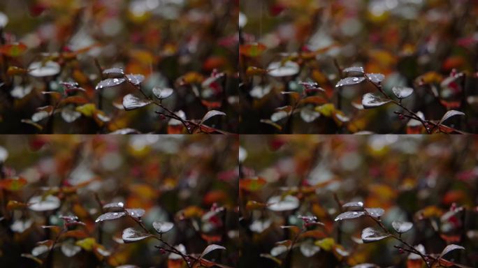 慢镜头-秋天雨点滴落在植物上空镜特写