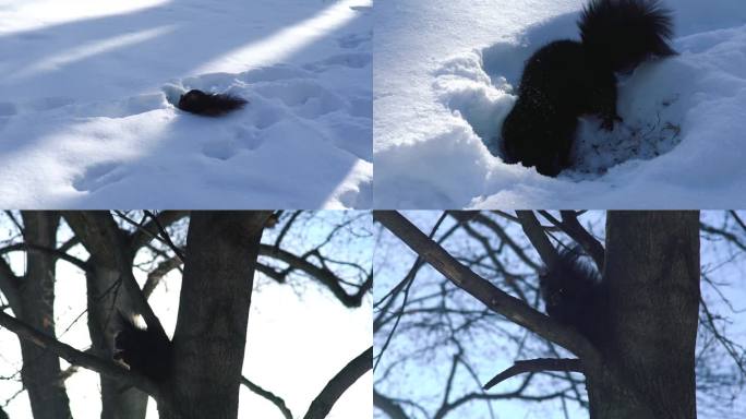 松鼠 雪地松鼠 冬天动物过冬