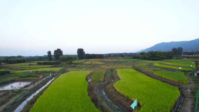 稻鱼养殖 乡村振兴 水稻  长安区 稻米