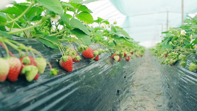 温室里的草莓振兴乡村农副产品直播带货