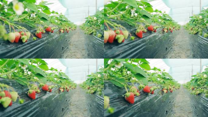 温室里的草莓振兴乡村农副产品直播带货