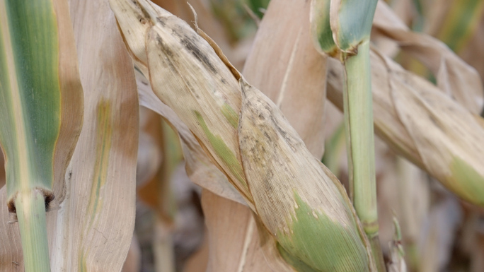 玉米病害 玉米减产 农业