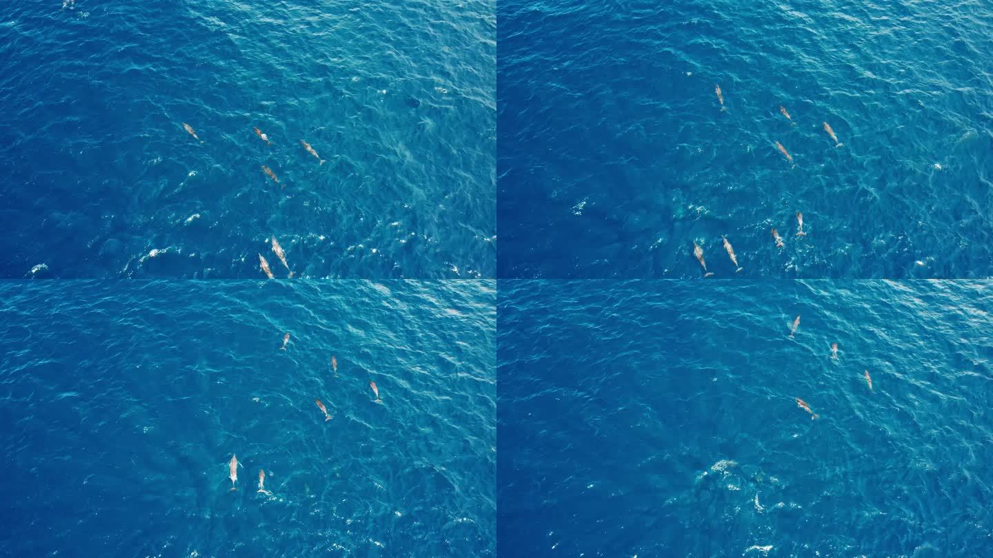 在印度洋游泳的海豚群的无人机视图