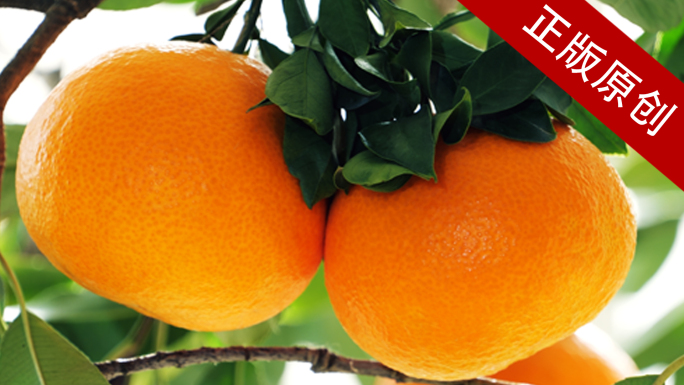 橙橙子橙汁脐橙水果果园柑橘饮料果汁脐橙