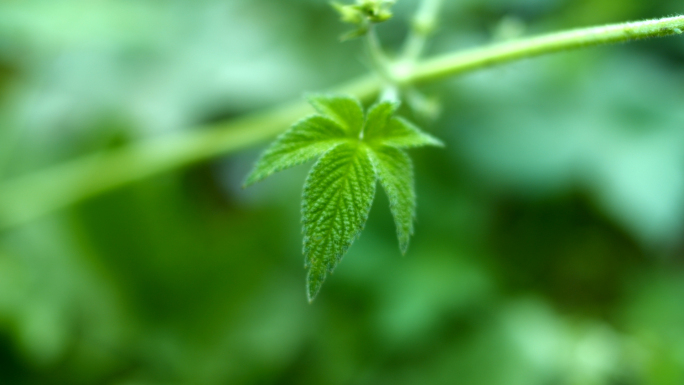 小草-杂草-苍蝇-绿色-草地-青草-绿草