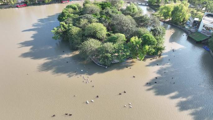 4K原素材-航拍上海野生动物园、水禽湖