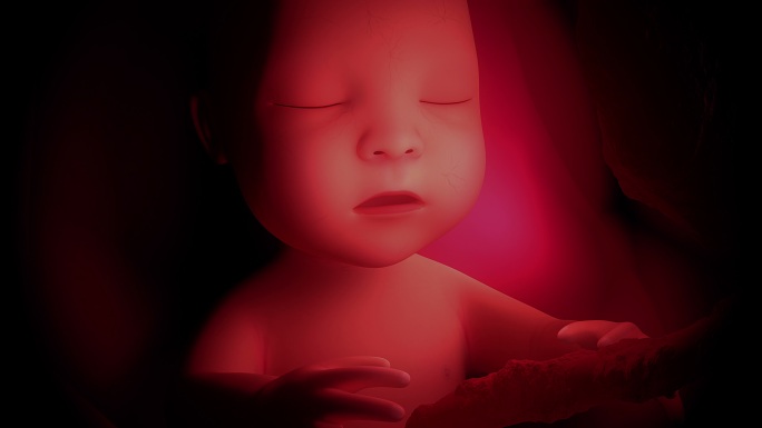 人类婴儿胎儿胚胎4K