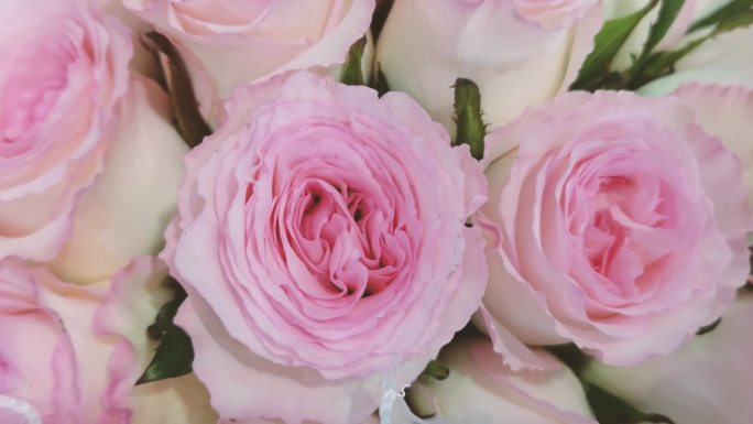 粉色玫瑰浪漫爱情情人节花束花店