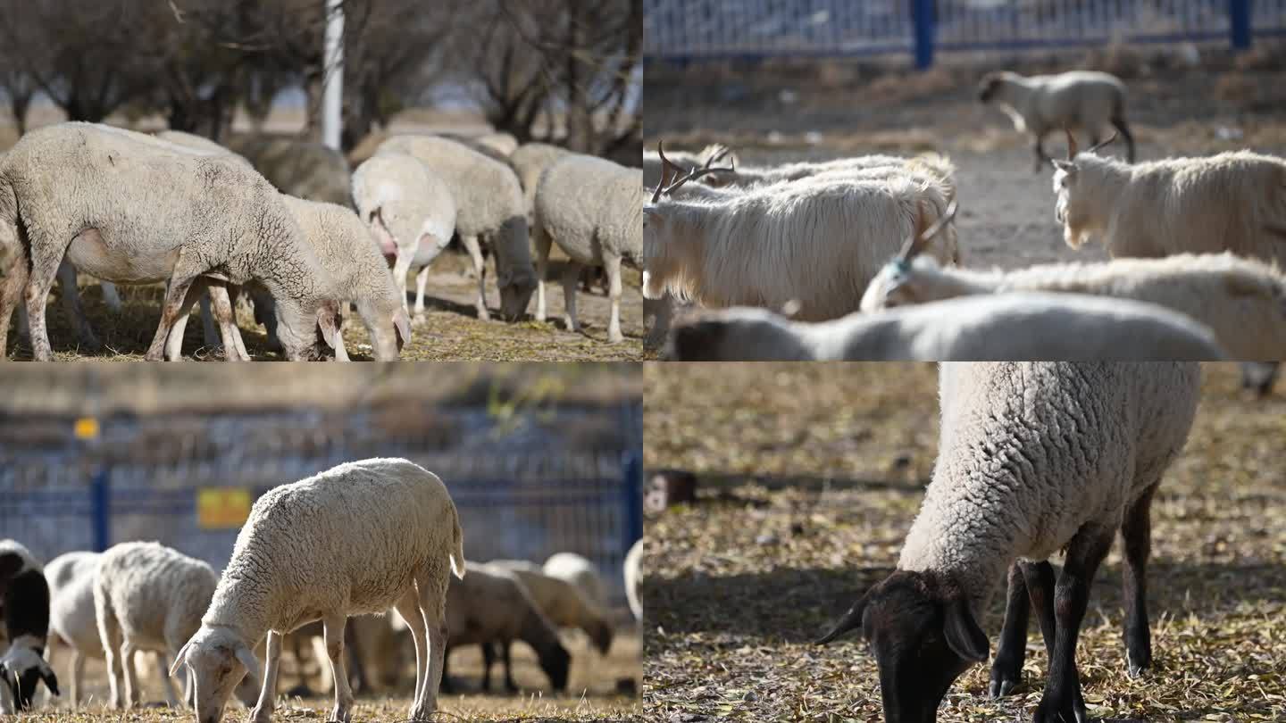 宁夏 盐池 滩羊 吃草 羊肉 羊毛