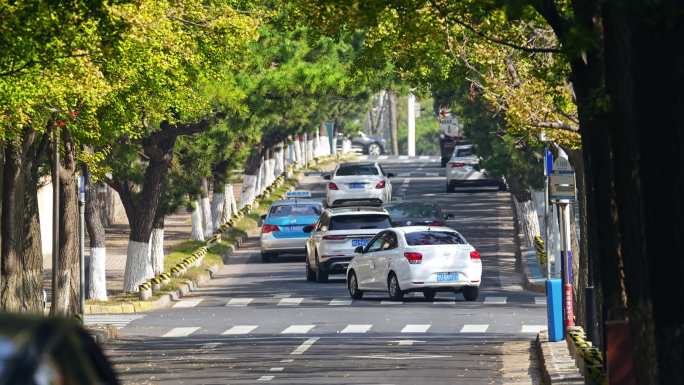 林荫大道马路开车车流